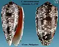 Conus stercusmuscarum Linnaeus, C., 1758