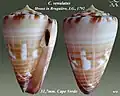 Conus venulatus Hwass in Bruguière, J.G., 1792