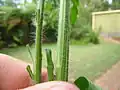 Stiff hairs cover the plant.