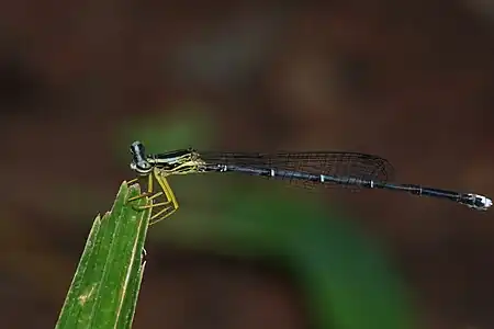 Copera vittata female