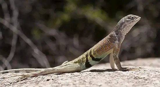 Chihuahuan greater earless lizard (Cophosaurus t. scitulus), male, Doña Ana County, New Mexico, (30 April 2015)