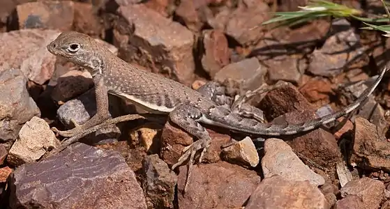 Chihuahuan greater earless lizard (Cophosaurus t. scitulus), female, Doña Ana County, New Mexico, (14 September 2013)