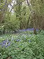 Corylus coppice