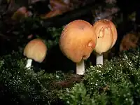 Coprinellus micaceus