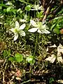 Coptidoideae:Coptis trifolia