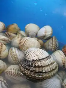 Live specimens of "Cerastoderma edule" from Lingreville, France