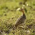 At Masai Mara