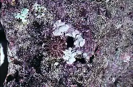 Early juvenile starfish feeding on coralline algae (leaving behind white feeding scars)