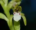 Closeup of a flower