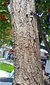 Trunk of Cordia sebestena