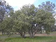 C. sinensis trees.