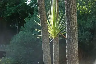 Cordyline (Cordyline australis)