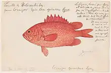 An 1865 watercolor spinycheek soldierfish painting by Jacques Burkhardt.