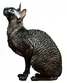 Cornish Rex