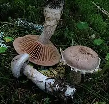 White and brown mushrooms on moss