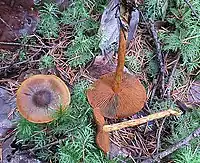 Cortinarius cinnamomeus