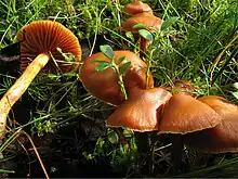 Cortinarius gentilis