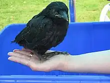 Bird on a human's hand