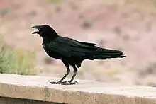 Chihuahuan raven