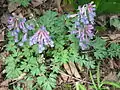 Fumewort (Corydalis solida)