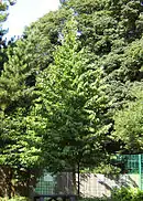 A young Turkish hazel planted in a city park