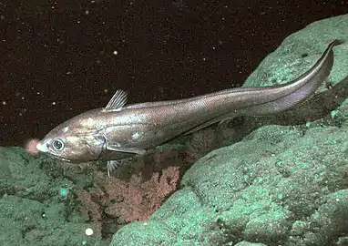 Image 34The rattail Coryphaenoides armatus (abyssal grenadier) on the Davidson Seamount at a depoth of 2,253 metres (7,392 ft). (from Deep-sea fish)