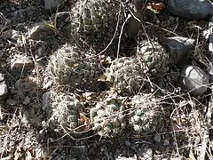 Coryphantha calipensis