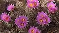 Pelecyphora vivipara blooming in Grand Canyon Village on the South Rim of Grand Canyon National Park