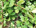 Cotyledon adscendens, a decumbent, sparsely branched shrub with leaves that are concave on their upper surface.