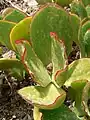 Leaves (green variety)