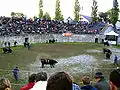 Cow fight in the amphitheater