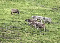 Cows grazing in Tenna