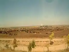 For most travelers, the feedlot is the most recognizable view (and smell) of Harris Ranch from Interstate 5.