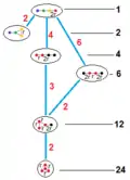 subgroups