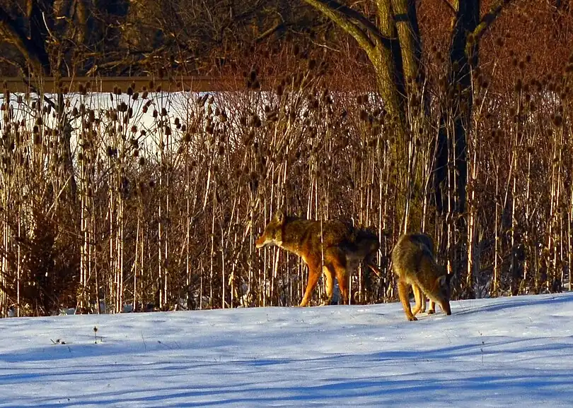 Coyote_pair_in_Wheeling_%288530485951%29.jpg