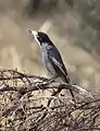 Cracticus torquatus singing