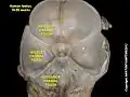 Middle cranial fossa at human foetus