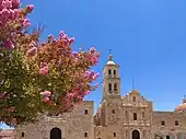 Crape myrtle during summer in Sombrerete, Mexico