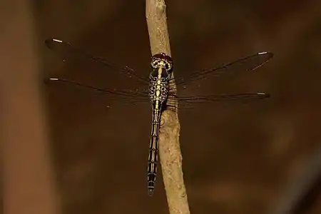 Cratilla lineata male