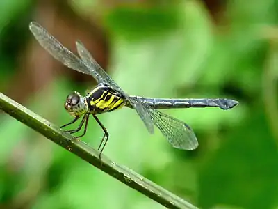 Cratilla lineata female