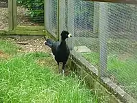 Male at Hamerton Zoo Park, England