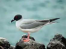 Swallow-tailed gull