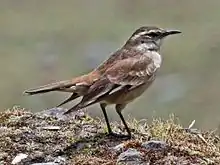 Cream-winged cinclodes