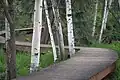 View of the elevated trail through the boreal forest at Creamers Field