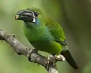 In Tandayapa, near Quito, Ecuador