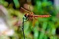 Trithemis aurora