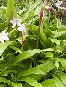 Crinum moorei at Strybing Arboretum, San Francisco