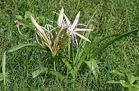 Crinum species in Hyderabad, India