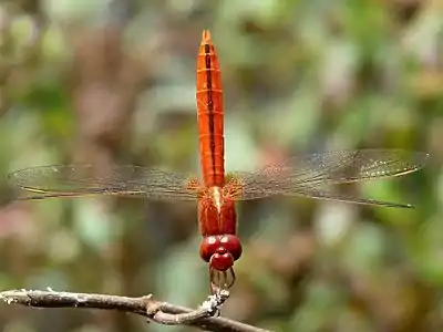 Crocothemis servilia male