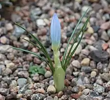 Flower of Crocus baytopiorum